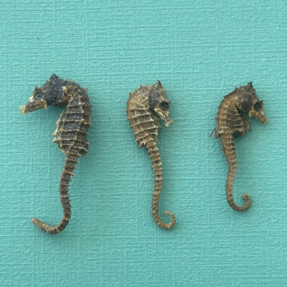 Set of 3 vintage REAL dried seahorses.